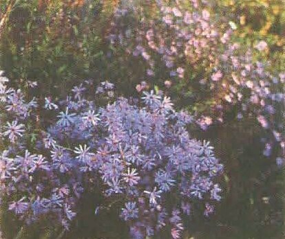 Smooth Blue Aster