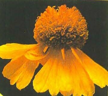 Sneezeweed