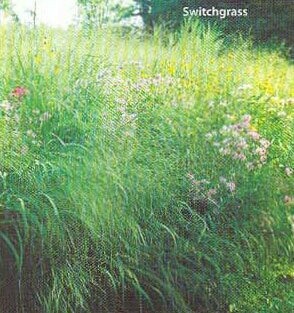 Switchgrass
