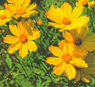 Tickseed / Lance-leaf Coreopsis