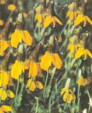 Upright Coneflower
