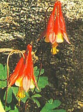 Wild Columbine