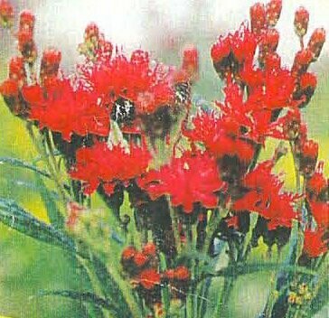 Ironweed