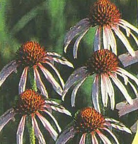 Pale Purple Coneflower