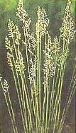 Sheep Fescue