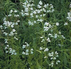 Smooth Penstemon