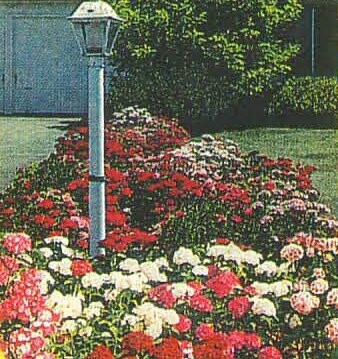 Sweet William