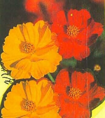 Yellow Cosmos