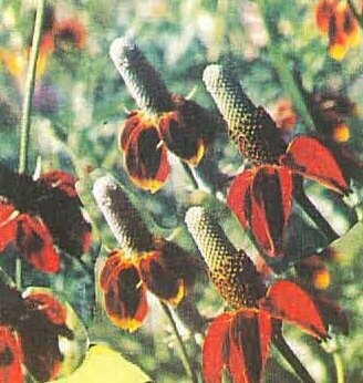Mexican Hat