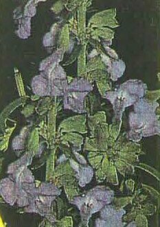 Pitcher Sage