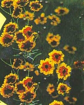 Plains Coreopsis