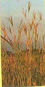 Sand Bluestem