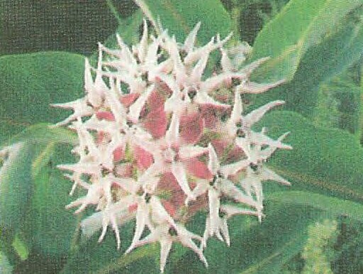 Showy Milkweed