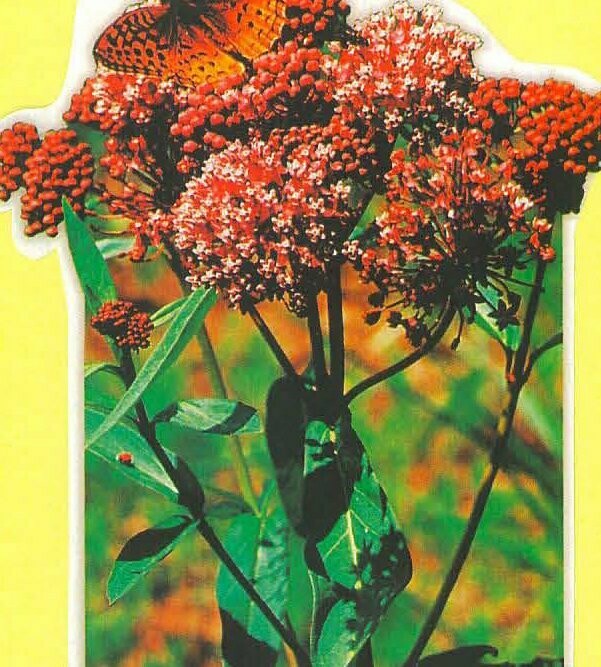 Swamp Milkweed