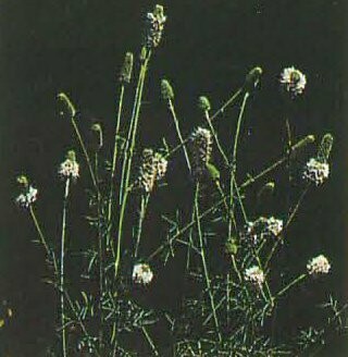 White Prairie Clover