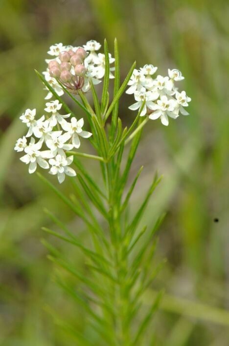 Whorled Milkweed