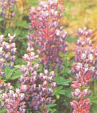 Perennial Lupine