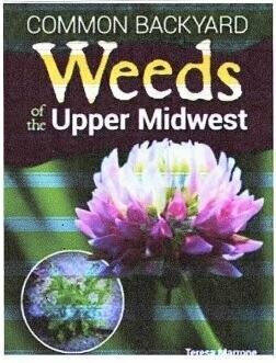 Common Backyard Weeds of the Upper Midwest