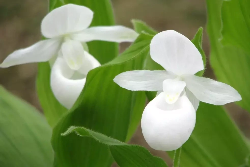 Lady Slipper albolabium - 5 yr. old