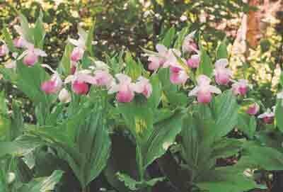 Lady Slipper reginae– 5 yr. old