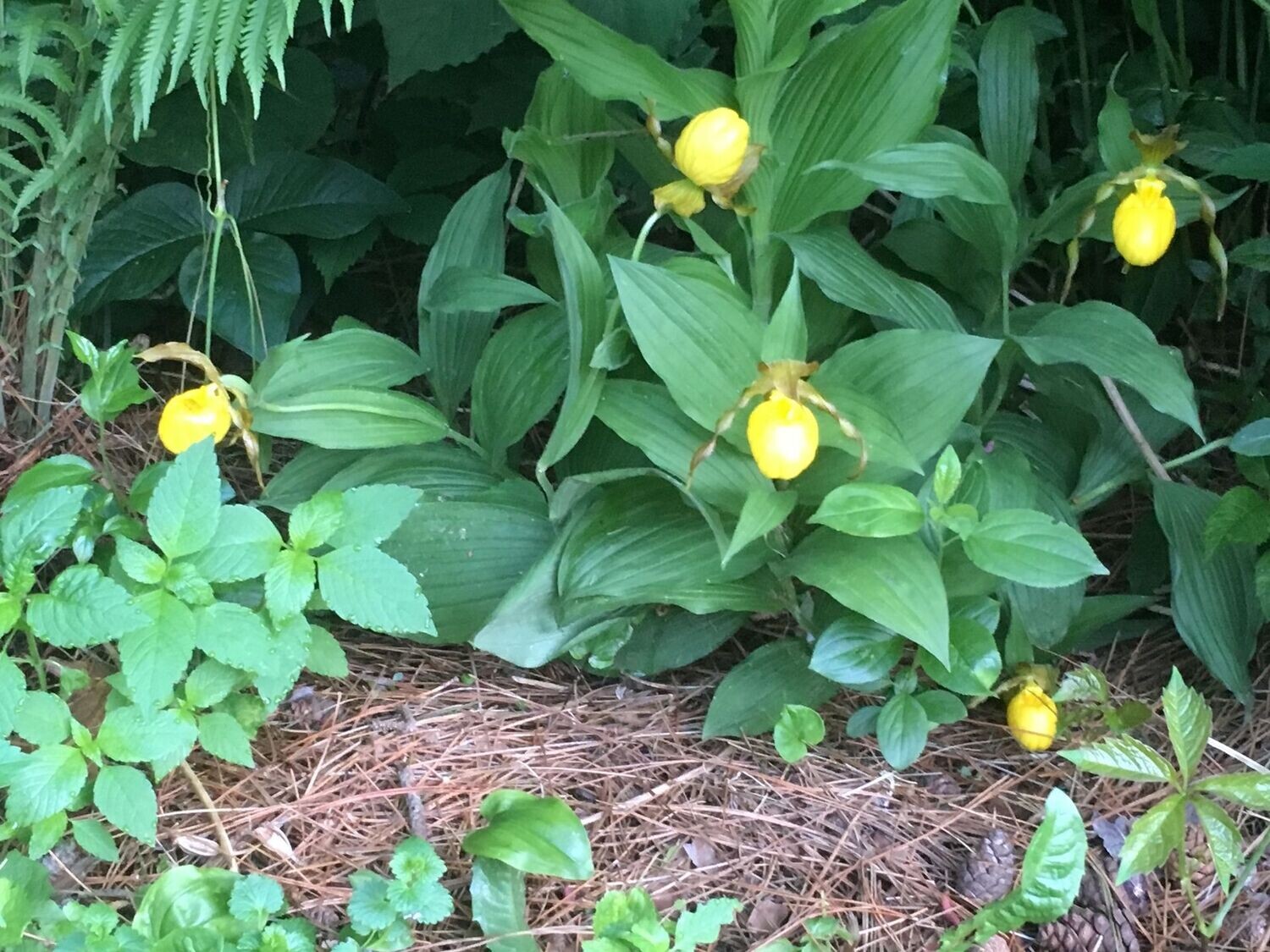 Lady slipper pubescens (Large Yellow) Blooming age.  Has already bloomed.