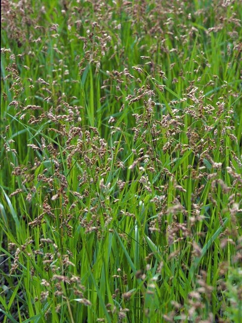 Indian Sweet Grass