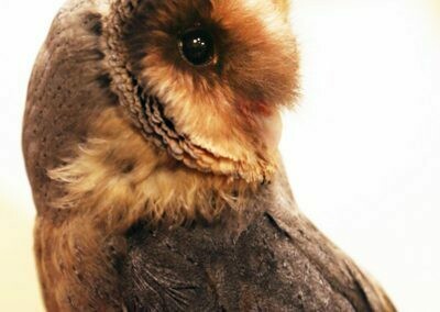 Owl