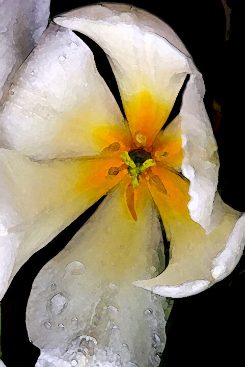 Watercolor Tulip