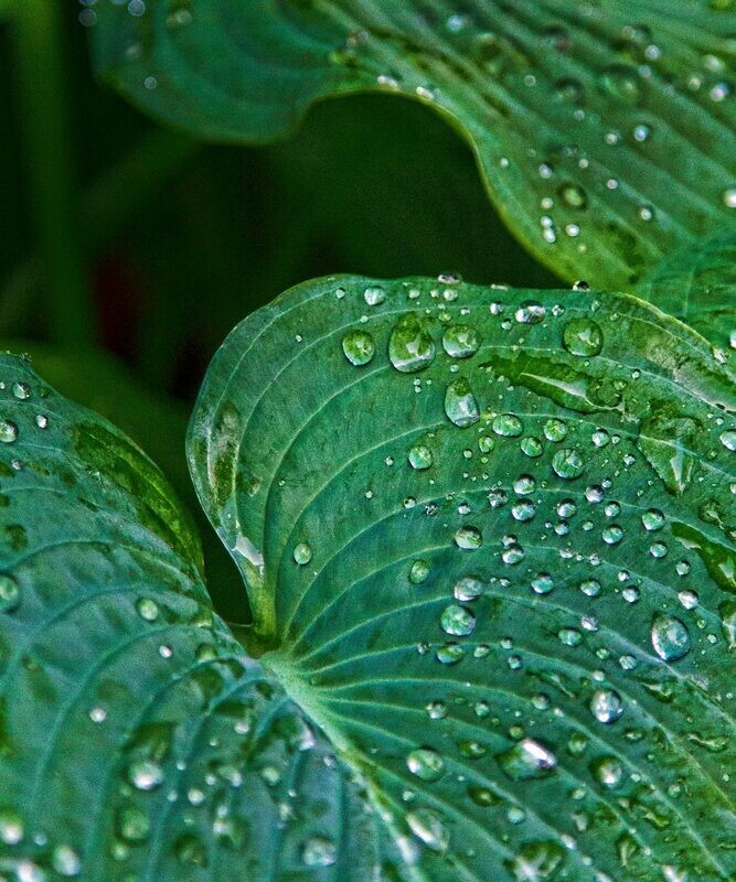 Morning Dew