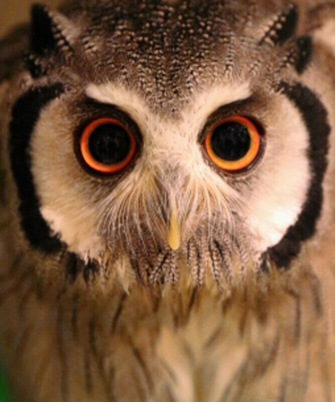 Big Eyed Owl