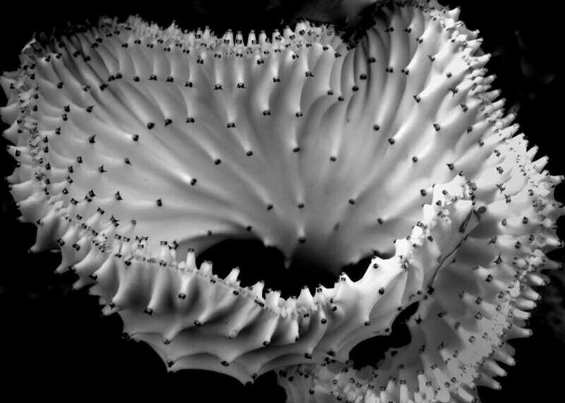 Skeleton Plant