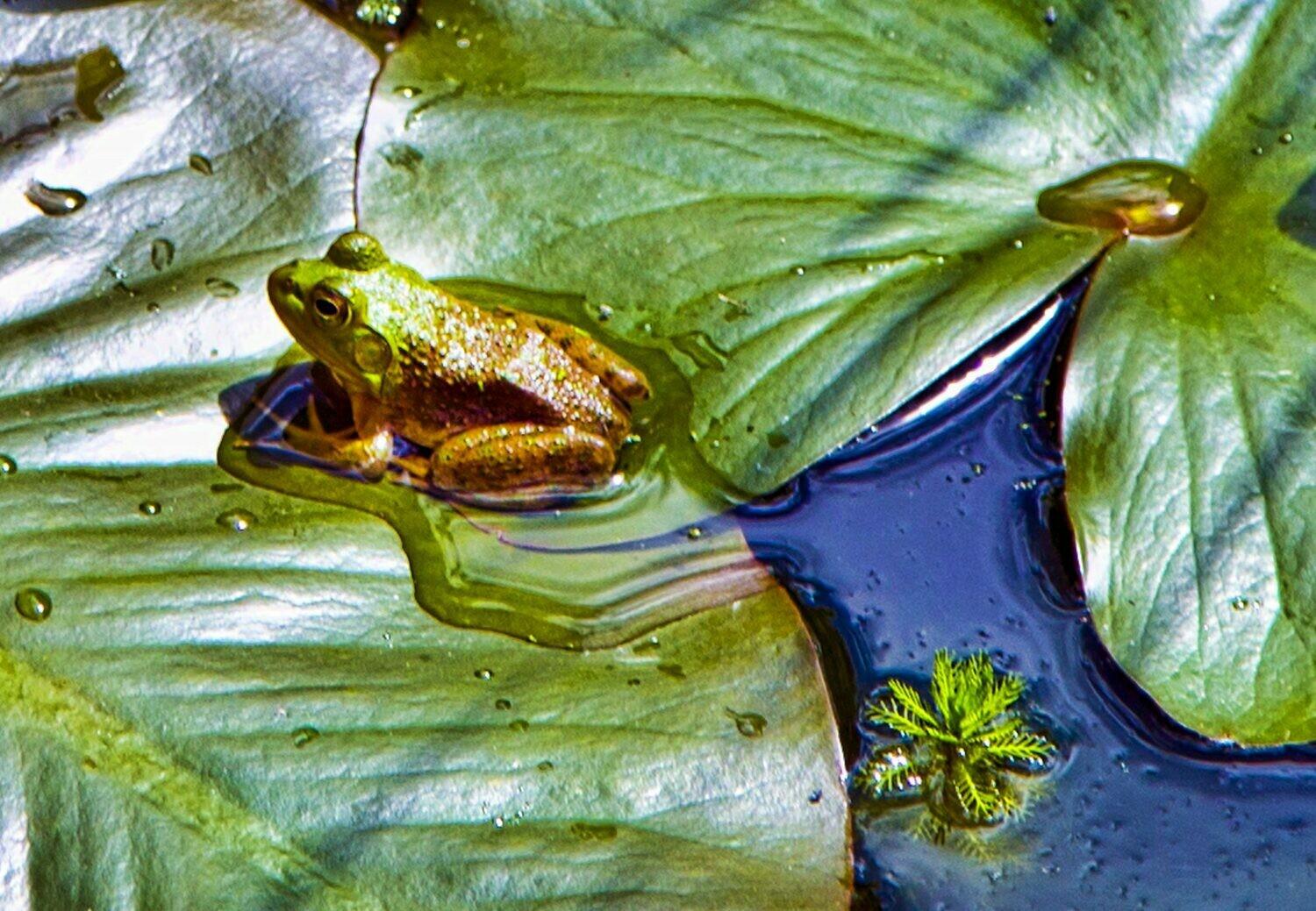 Frog on Lilly Pad