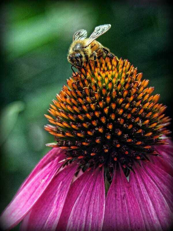 Sippen Honey