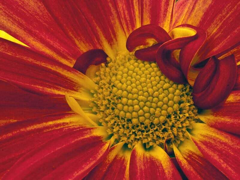 Gerber Daisy