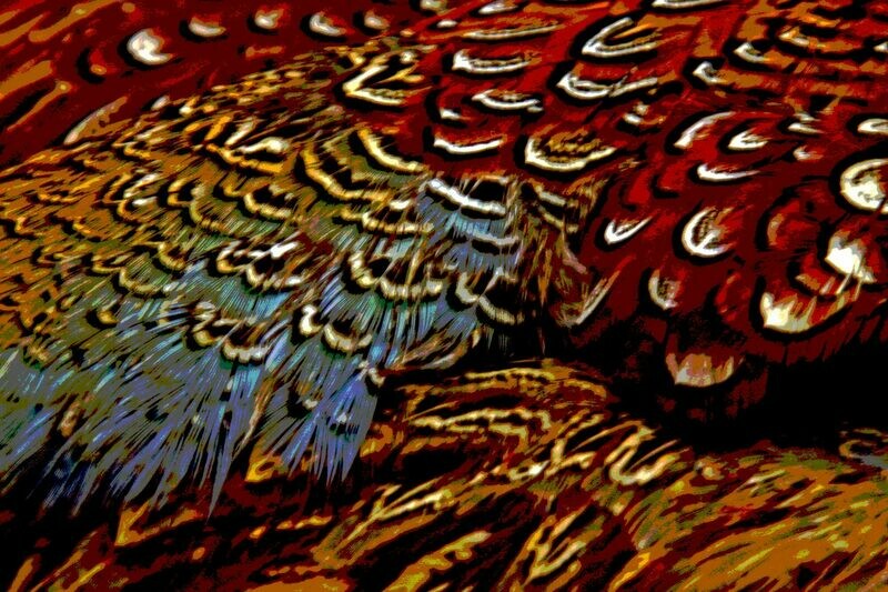 Pheasant Feathers