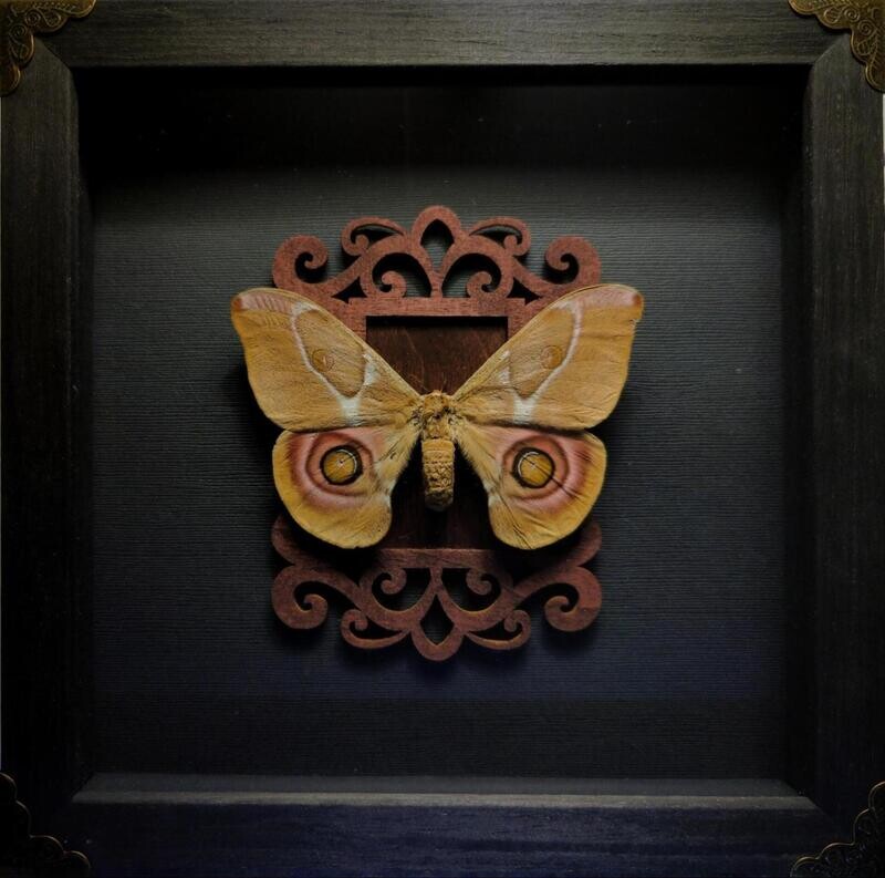 “Bullseye Moth”
(Automeris suraka)
Distribution: Madagascar