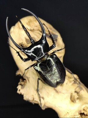 “Atlas Beetle Diorama” (Chalcosoma atlas) Distribution: Southeast Asia