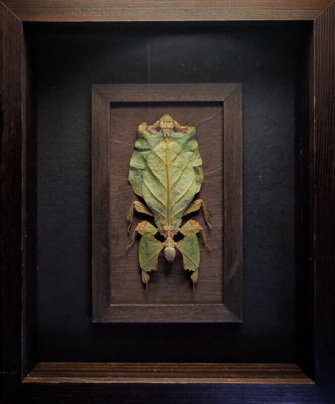 "Giant Leaf Insect"