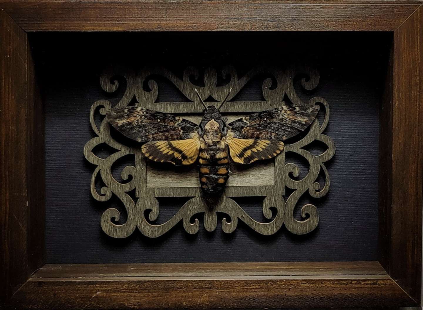"Death’s Head Moth" Frame Size: 7"x 5"