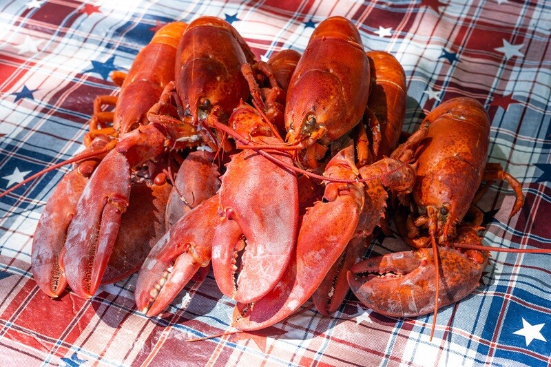 12 Live Maine Lobsters ( 1.25Lb average)