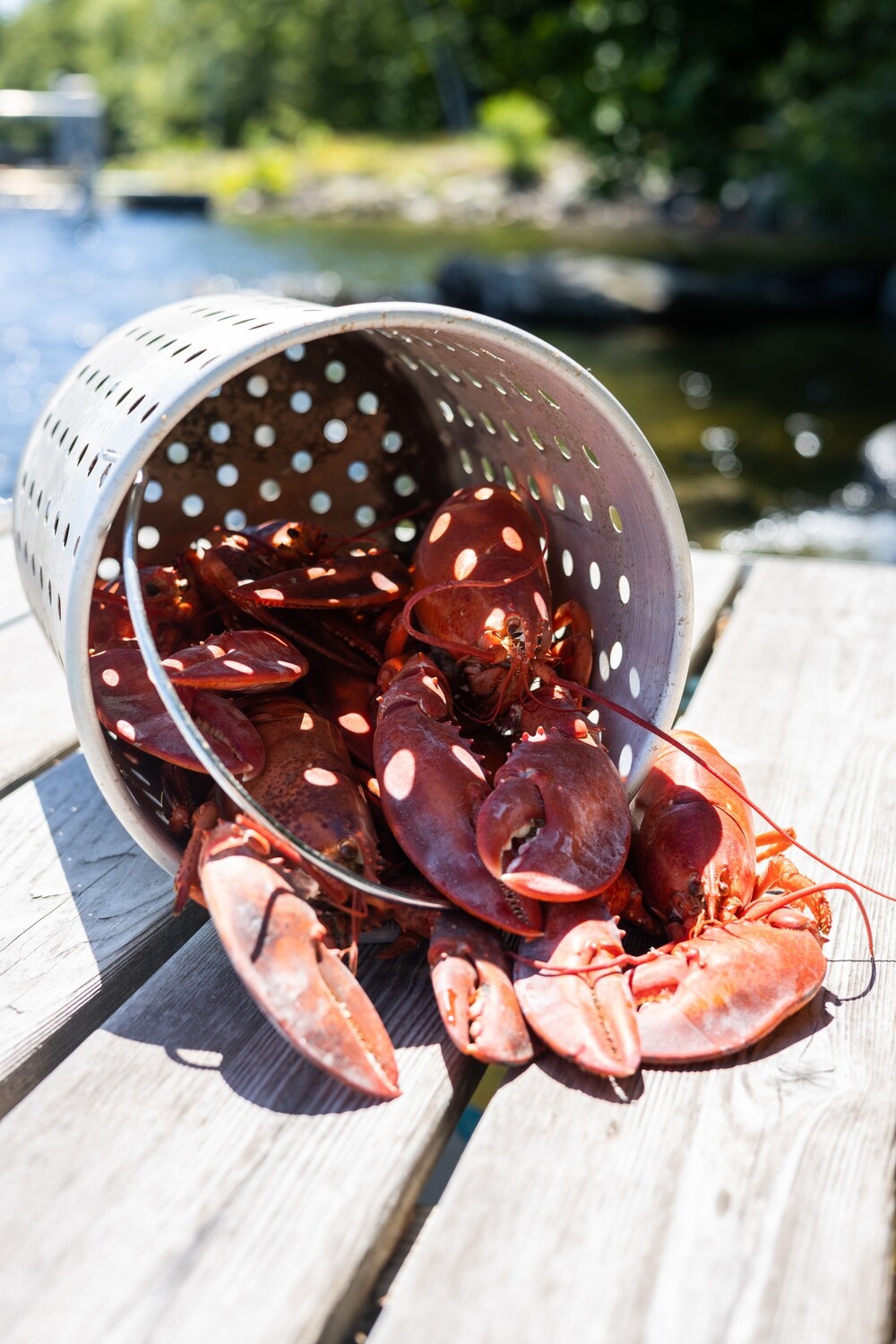 24 Live Maine Lobsters (1.25Lb average)