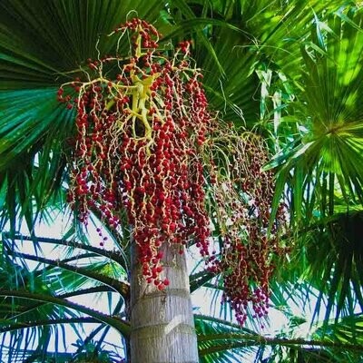 Bangalow Palms