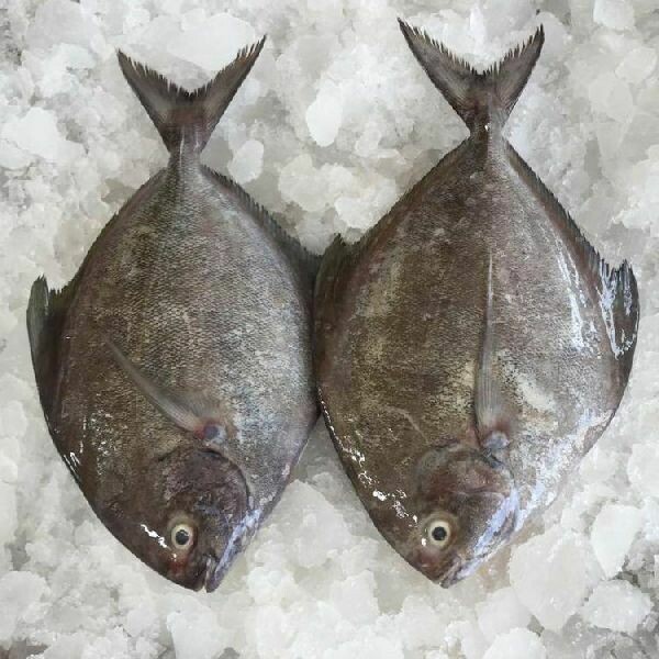 Black Pomfret (Halwa)