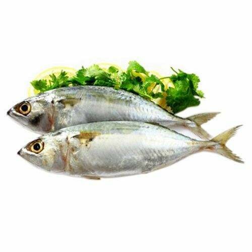 Mackerel (Bangda)