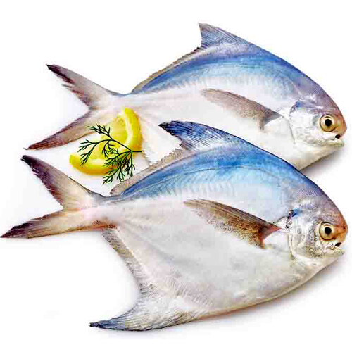 Pomfret