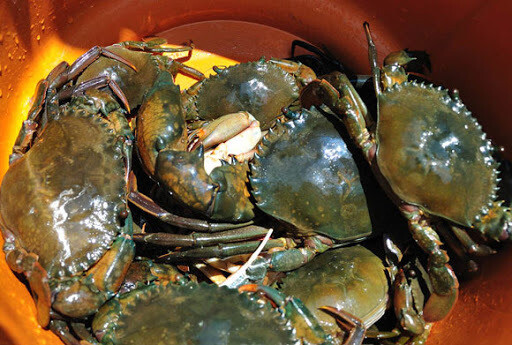 Crabs