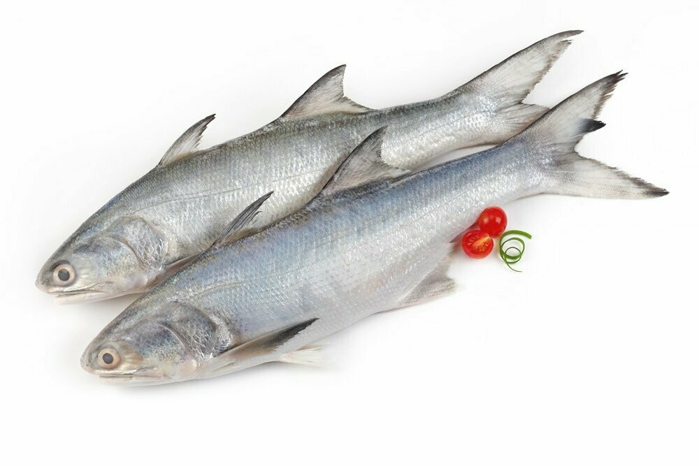 Indian Salmon (Ravas)