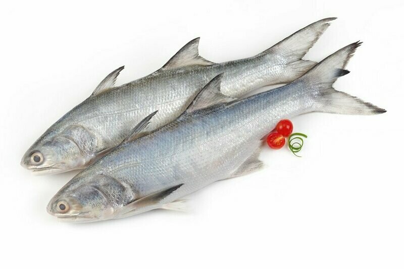 Indian Salmon (Ravas)