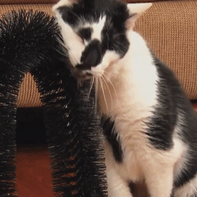 Cat Scratching Toy