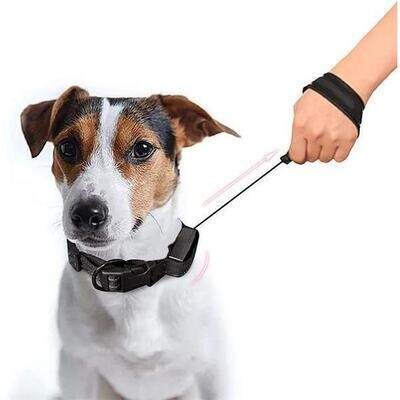 Dog Leash and Collar